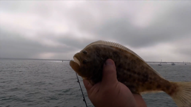 Fish Species at the Redondo Beach Pier