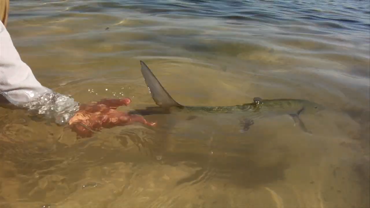 Fly Fishing for Bonefish