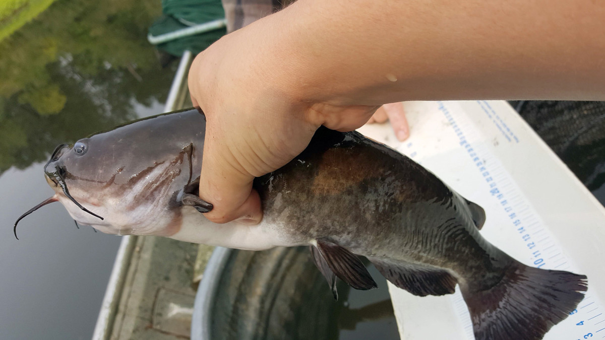 How to Hold a Catfish Safely