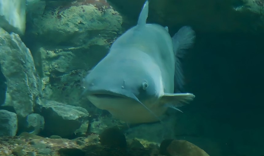A large, light gray catfish glides through the aquarium's depths